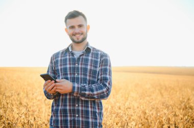 Tarımcı ya da çiftçi soya fasulyesi tarlasını inceliyor.