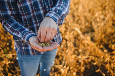 Bir çiftçi soya fasulyesi tarlasını inceliyor. Hasat konsepti.