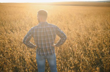 Tarımcı ya da çiftçi soya fasulyesi tarlasını inceliyor.