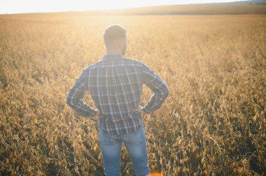 Bir çiftçi soya fasulyesi tarlasını inceliyor. Hasat konsepti.