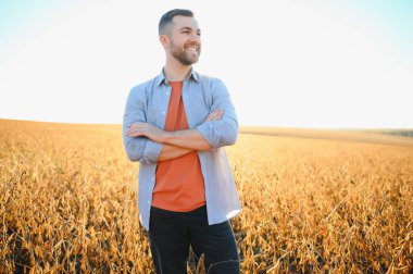 Bir çiftçi soya fasulyesi tarlasını inceliyor. Hasat konsepti.