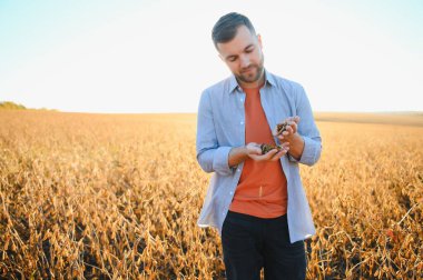 Bir çiftçi soya fasulyesi tarlasını inceliyor. Hasat konsepti.