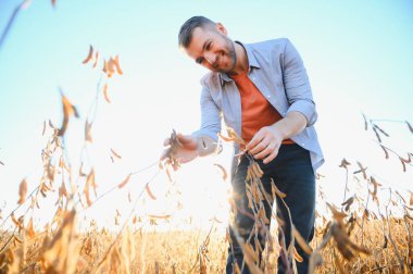 Bir çiftçi soya fasulyesi tarlasını inceliyor. Hasat konsepti.
