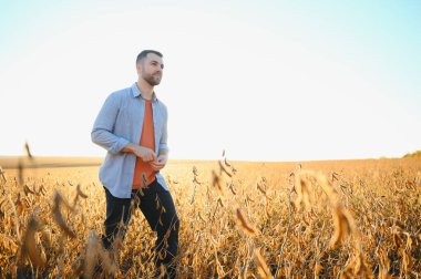 Agronomist tarlada yetişen soya fasulyesi ekinlerini inceliyor. Tarım üretim konsepti. Genç tarımcı yazın tarlada soya fasulyesi mahsulünü inceliyor. Soya tarlasında çiftçi