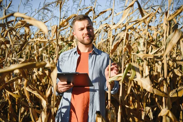 Egy Ember Megvizsgál Egy Kukoricamezőt Kártevőket Keres Sikeres Mezőgazdasági Termelők — Stock Fotó