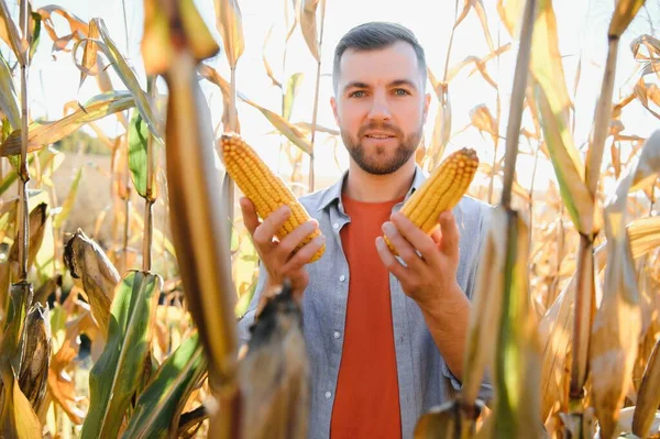 Agronom Kontrola Kukuřice Připraven Sklizeň Portrét Farmář — Stock fotografie
