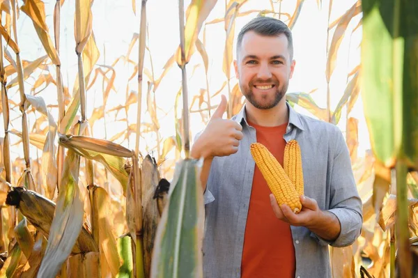 一个人检查玉米地 寻找害虫 成功的农民和农产企业 — 图库照片