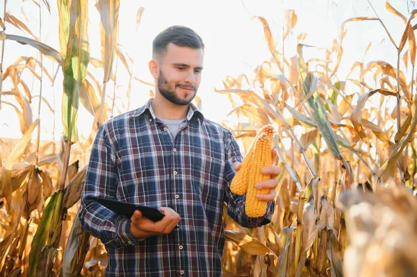 Boldog Fiatal Mezőgazdasági Termelő Vagy Agronómus Használ Tabletta Kukorica Területen — Stock Fotó