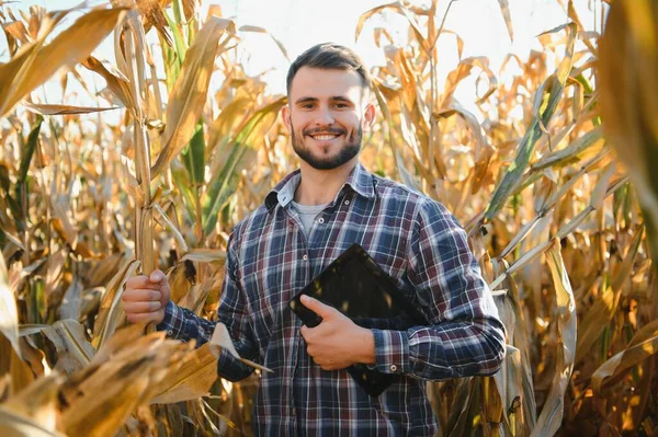 Šťastný Mladý Farmář Nebo Agronomista Používající Tablet Kukuřičném Poli Ekologické — Stock fotografie