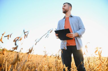 Agronomist tarım tarlasında soya fasulyesi hasadını teftiş ediyor - tarım kavramı - çiftlik soya fasulyesi tarlasında çiftçi