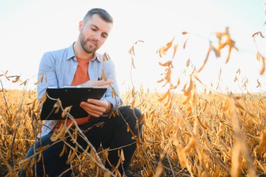 Tarımcı ya da çiftçi soya fasulyesi tarlasını inceliyor.
