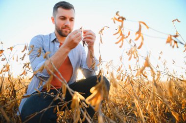 Agronomist tarım tarlasında soya fasulyesi hasadını teftiş ediyor - tarım kavramı - çiftlik soya fasulyesi tarlasında çiftçi