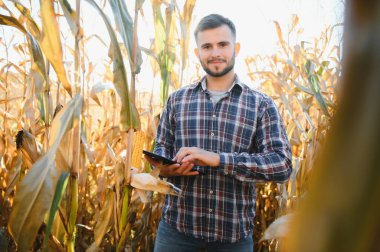 Bir adam mısır tarlasını teftiş ediyor ve zararlıları arıyor. Başarılı çiftçi ve tarım sektörü.