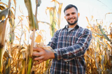 Bir adam mısır tarlasını teftiş ediyor ve zararlıları arıyor. Başarılı çiftçi ve tarım sektörü.