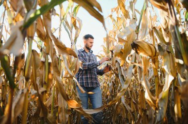 A young agronomist inspects the quality of the corn crop on agricultural land. Farmer in a corn field on a hot sunny day