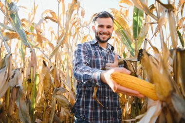 Bir adam mısır tarlasını teftiş ediyor ve zararlıları arıyor. Başarılı çiftçi ve tarım sektörü.