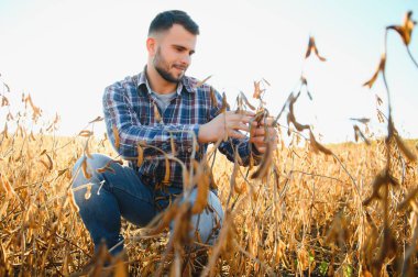 Soya tarlasını denetleyen çiftçi ya da tarım uzmanı.
