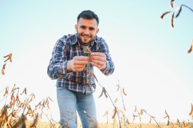 Soya tarlasında tarımcı çiftçi hasattan önce ekinleri kontrol ediyor. Organik gıda üretimi ve yetiştirilmesi