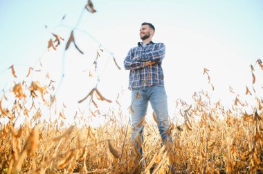 Tarımcı ya da çiftçi soya fasulyesi tarlasını inceliyor.