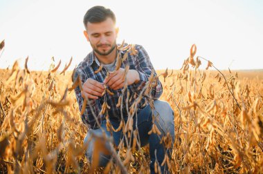 Agronomist tarlada yetişen soya fasulyesi ekinlerini inceliyor. Tarım üretim konsepti. Genç tarımcı yazın tarlada soya fasulyesi mahsulünü inceliyor. Soya tarlasında çiftçi