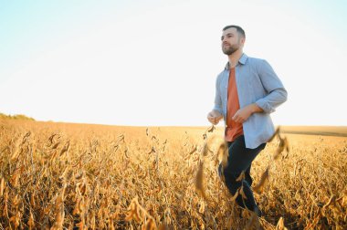 Tarımcı ya da çiftçi soya fasulyesi tarlasını inceliyor.