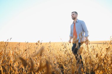 Bir çiftçi soya fasulyesi tarlasını inceliyor. Hasat konsepti.