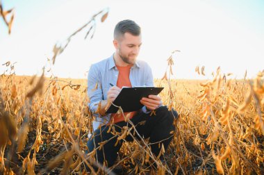Agronomist tarım tarlasında soya fasulyesi hasadını teftiş ediyor - tarım kavramı - çiftlik soya fasulyesi tarlasında çiftçi