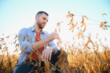 Agronomist tarlada yetişen soya fasulyesi ekinlerini inceliyor. Tarım üretim konsepti. Genç tarımcı yazın tarlada soya fasulyesi mahsulünü inceliyor. Soya tarlasında çiftçi