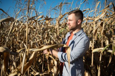 corncobs üzerinde denetimi alanında çiftçi.