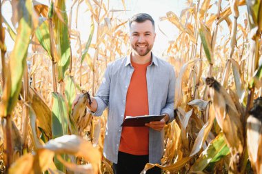 Bir adam mısır tarlasını teftiş ediyor ve zararlıları arıyor. Başarılı çiftçi ve tarım sektörü.