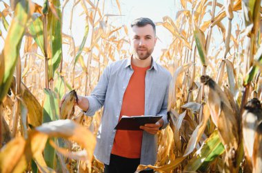 A young agronomist inspects the quality of the corn crop on agricultural land. Farmer in a corn field on a hot sunny day