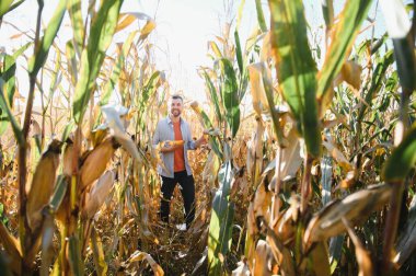 A young agronomist inspects the quality of the corn crop on agricultural land. Farmer in a corn field on a hot sunny day