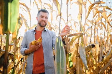 Bir adam mısır tarlasını teftiş ediyor ve zararlıları arıyor. Başarılı çiftçi ve tarım sektörü