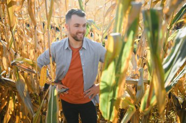 Bir adam mısır tarlasını teftiş ediyor ve zararlıları arıyor. Başarılı çiftçi ve tarım sektörü.