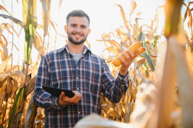 corncobs üzerinde denetimi alanında çiftçi.