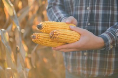 corncobs üzerinde denetimi alanında çiftçi.