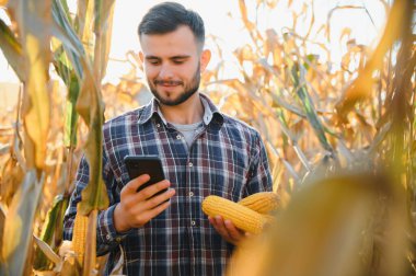corncobs üzerinde denetimi alanında çiftçi.