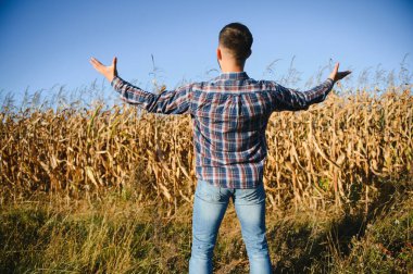 A young agronomist inspects the quality of the corn crop on agricultural land. Farmer in a corn field on a hot sunny day