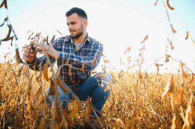 Bir çiftçi soya fasulyesi tarlasını inceliyor. Hasat konsepti.