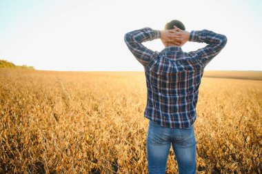 Tarımcı ya da çiftçi soya fasulyesi tarlasını inceliyor.