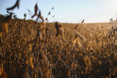 Güneş ışınlarıyla aydınlatılmış soya fasulyesi. Ayrıntılara seçici odaklanma