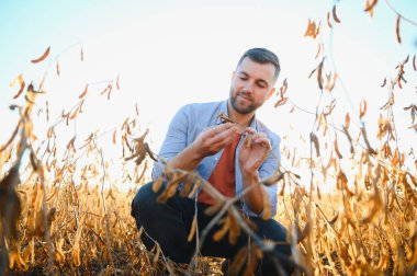 Agronomist tarlada yetişen soya fasulyesi ekinlerini inceliyor. Tarım üretim konsepti. Genç tarımcı yazın tarlada soya fasulyesi mahsulünü inceliyor. Soya tarlasında çiftçi
