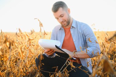 Tarımcı ya da çiftçi soya fasulyesi tarlasını inceliyor.