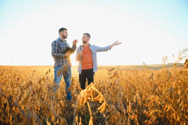 İki çiftçi gün batımında soya mahsulünü inceliyor..
