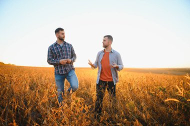İki çiftçi gün batımında soya mahsulünü inceliyor..