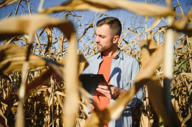 corncobs üzerinde denetimi alanında çiftçi.