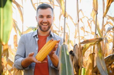 corncobs üzerinde denetimi alanında çiftçi.