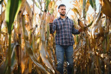 corncobs üzerinde denetimi alanında çiftçi.