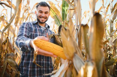 Bir adam mısır tarlasını teftiş ediyor ve zararlıları arıyor. Başarılı çiftçi ve tarım sektörü
