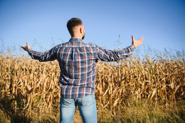 Bir adam mısır tarlasını teftiş ediyor ve zararlıları arıyor. Başarılı çiftçi ve tarım sektörü.